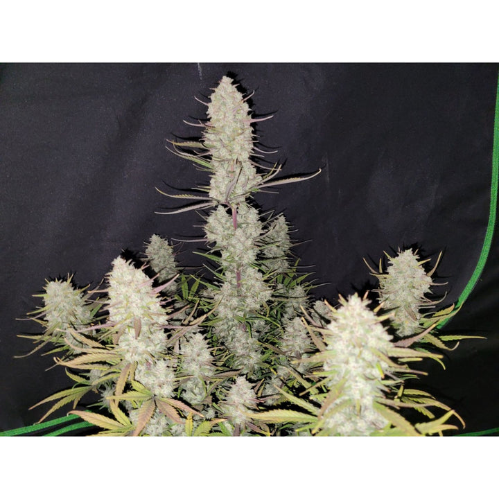 Fast Buds Tropicana Cookies Auto Fem 3St.