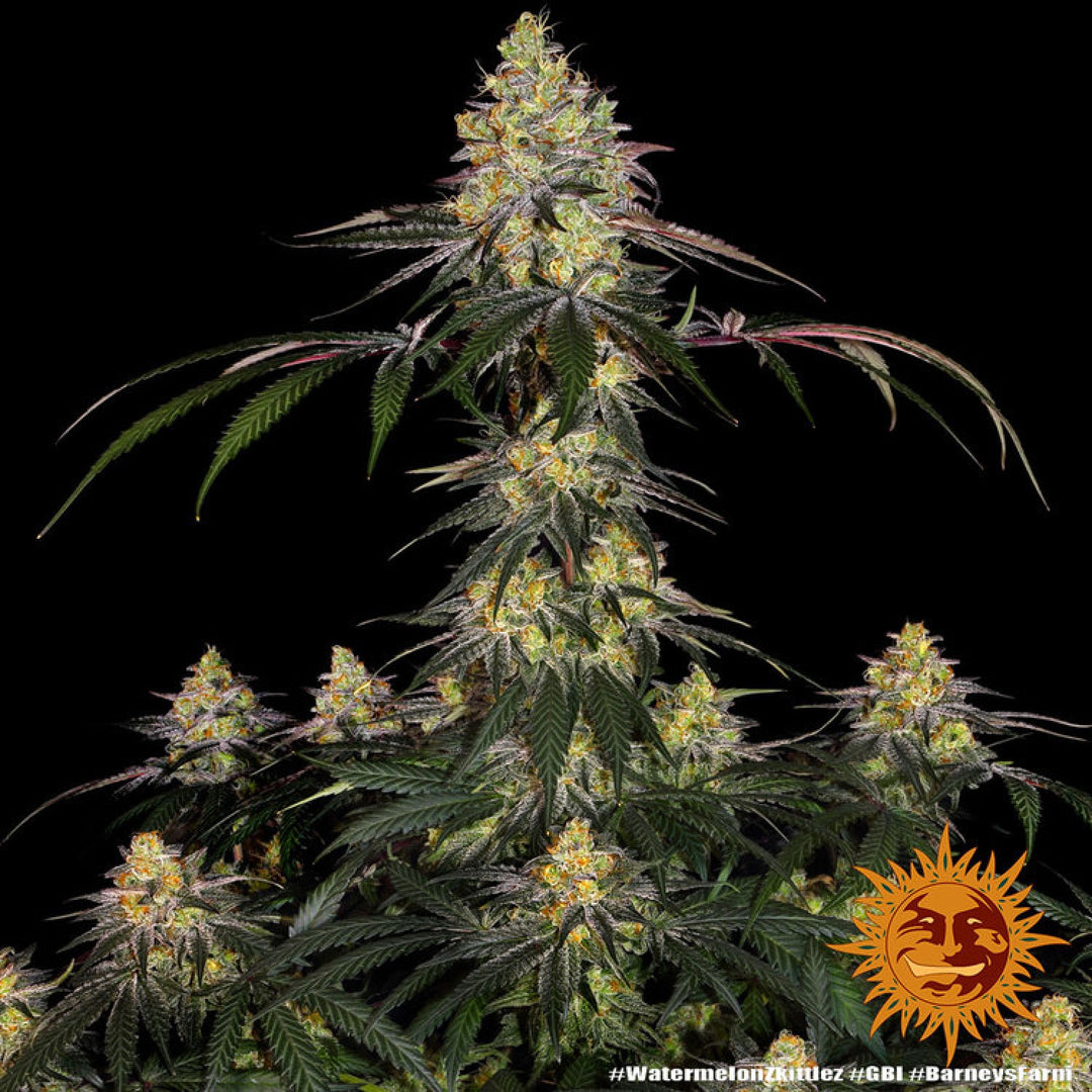 Barneys Farm Watermelon Zkittlez Fem. 3St.