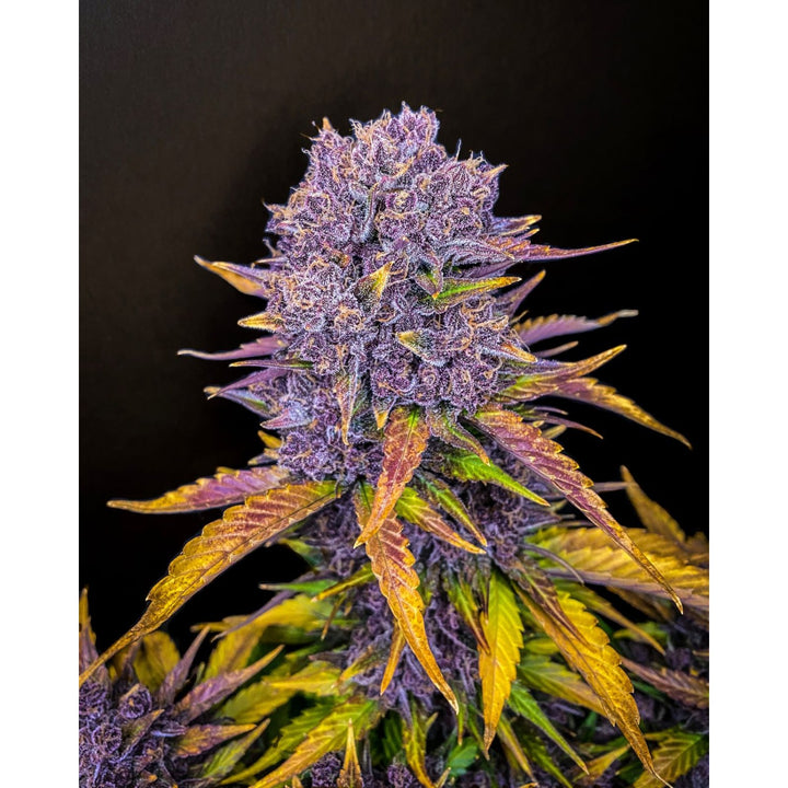 Fast Buds Purple Lemonade Auto Fem 3St.