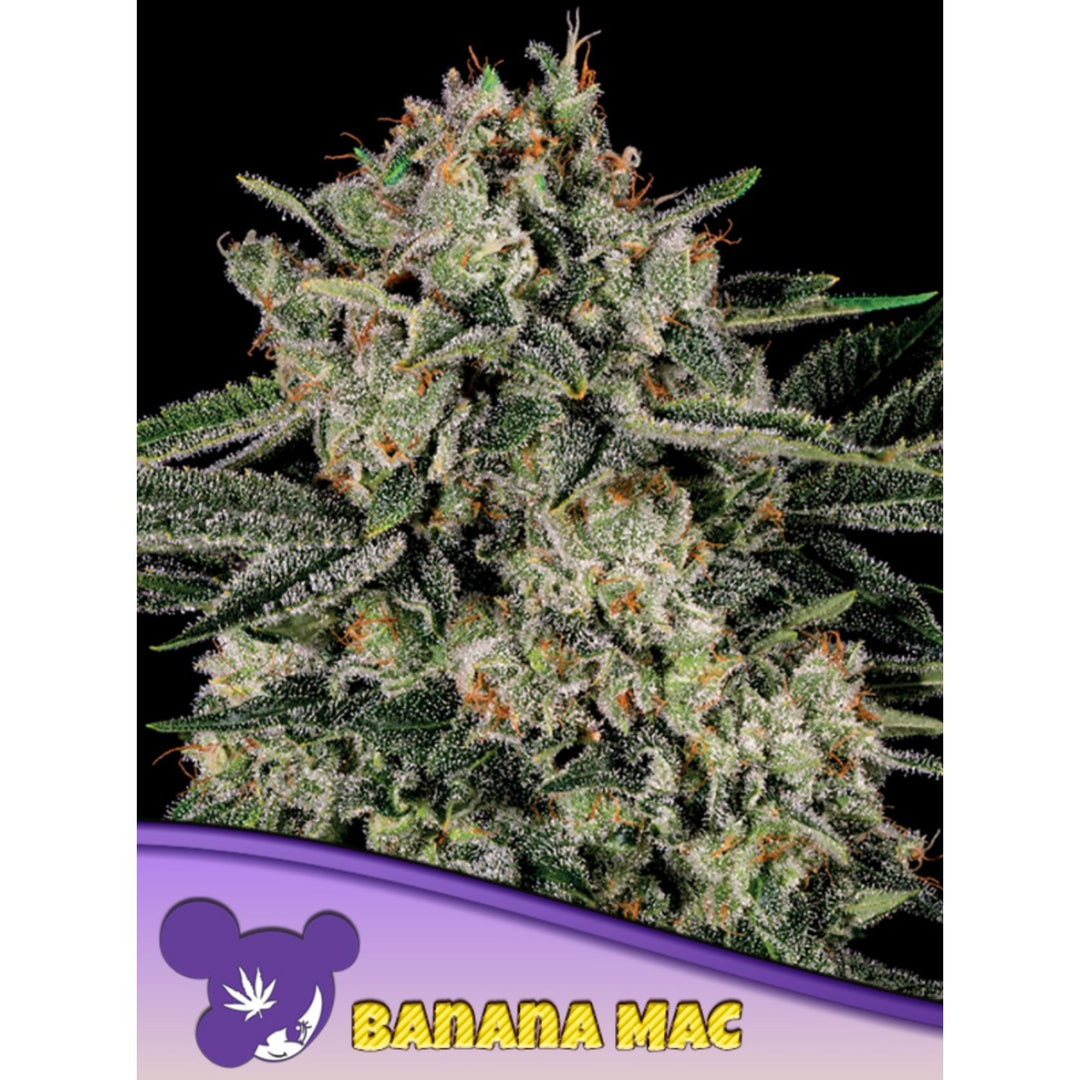 Anesia Banana MAC Fem 3St.