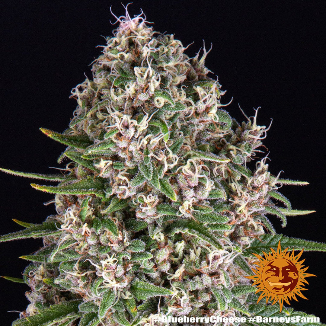 Barneys Farm Blue Cheese Fem 3St.
