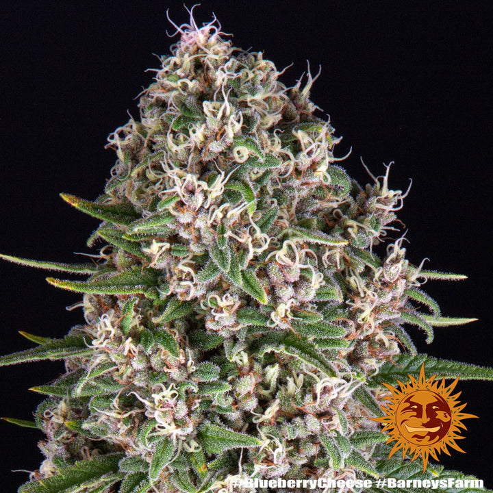 Barneys Farm Blue Cheese Fem 3St.