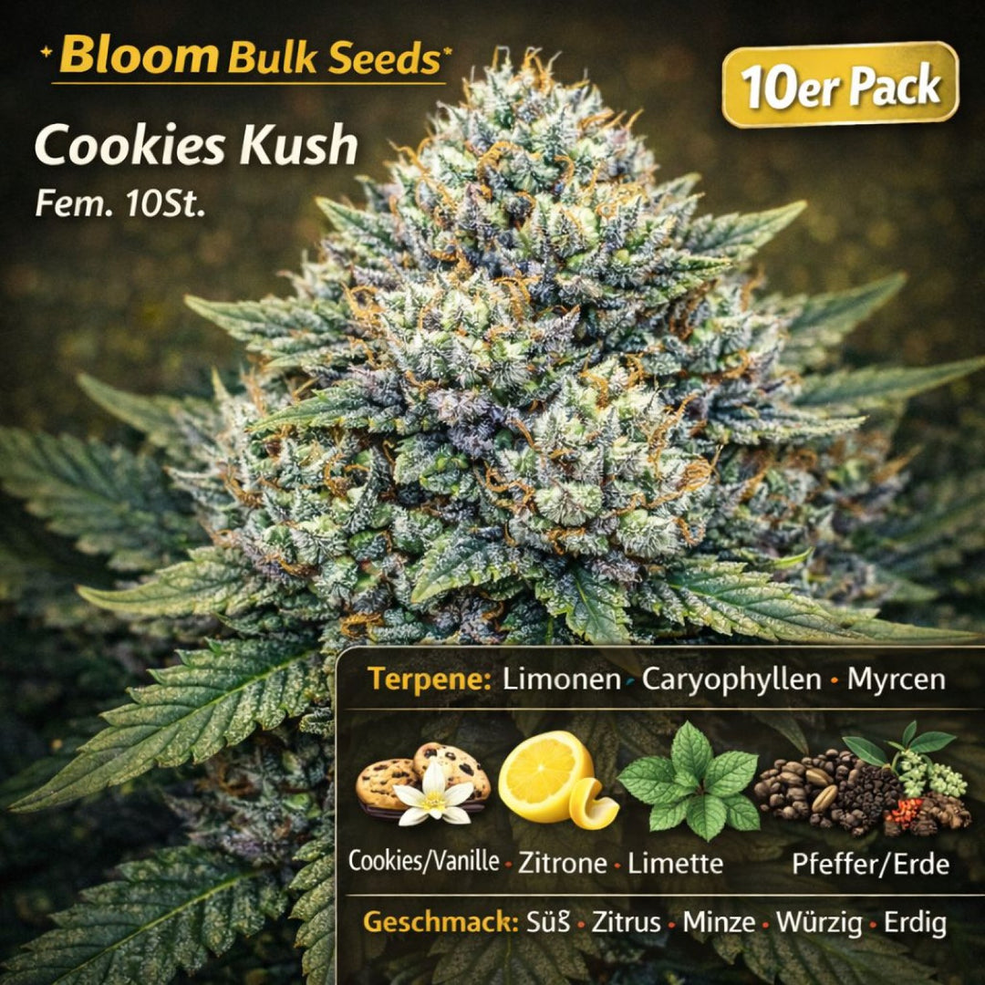 Bloom Bulk Seeds Cookies Kush Fem 10St.