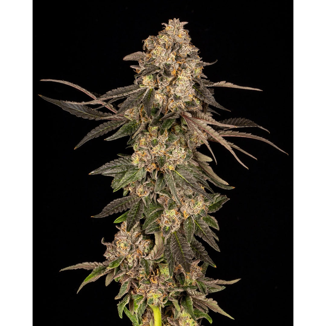 Cookies Seeds Corn Syrup Fem 3St.