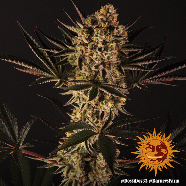 Barneys Farm DOS SI DOS 33 Fem 3St.