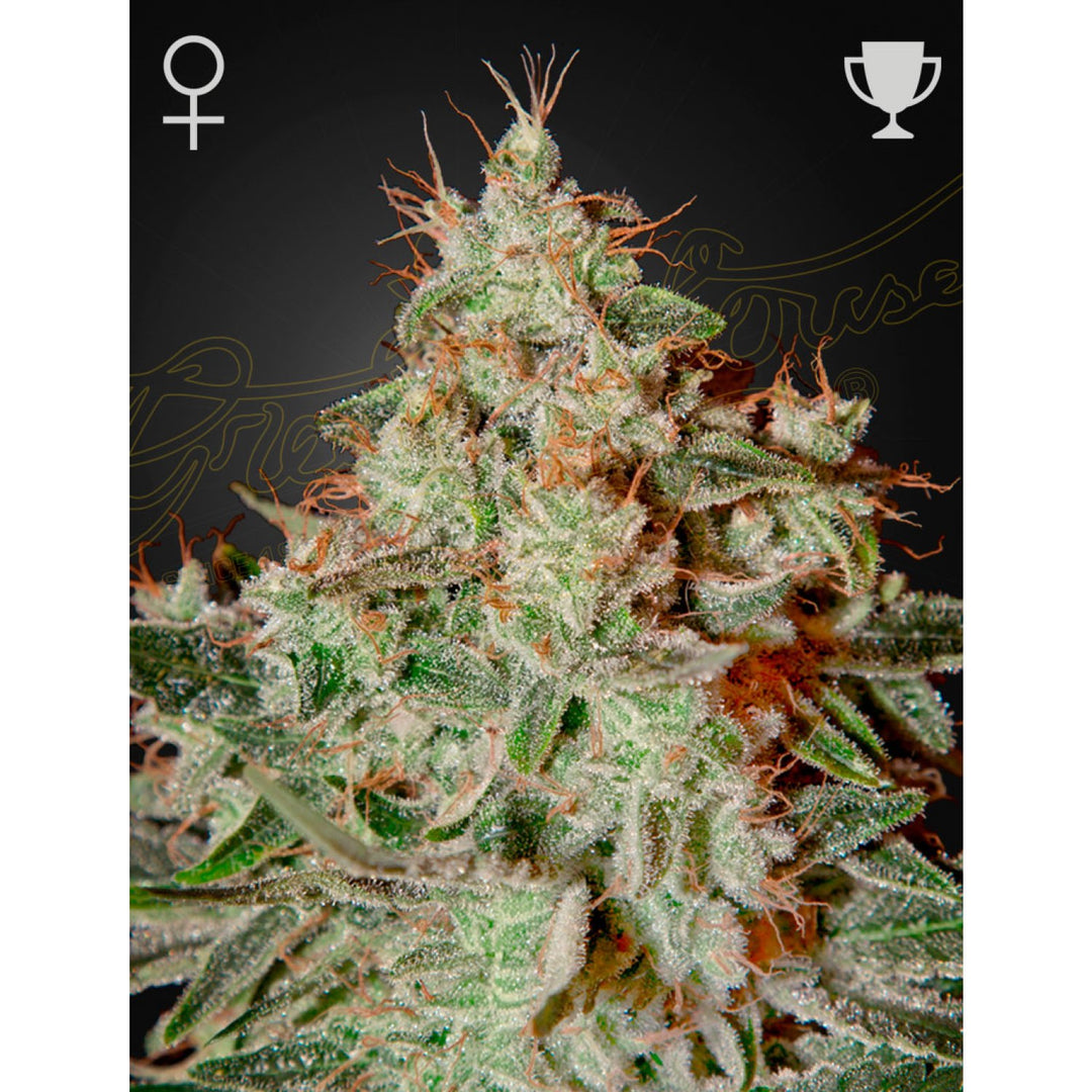 Green House Seed Co. Lemon Skunk Fem. 3St.