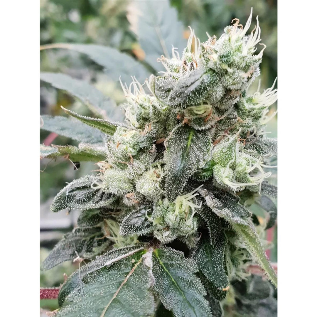 Paradise Seeds Lemonade Auto Fem 3St.