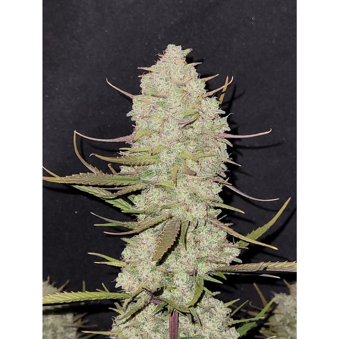 Fast Buds Tropicana Cookies Auto Fem 3St.