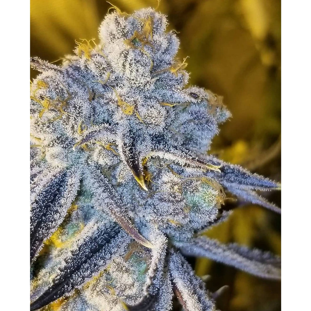 In House Genetics Sugar Cane Fem 3St.