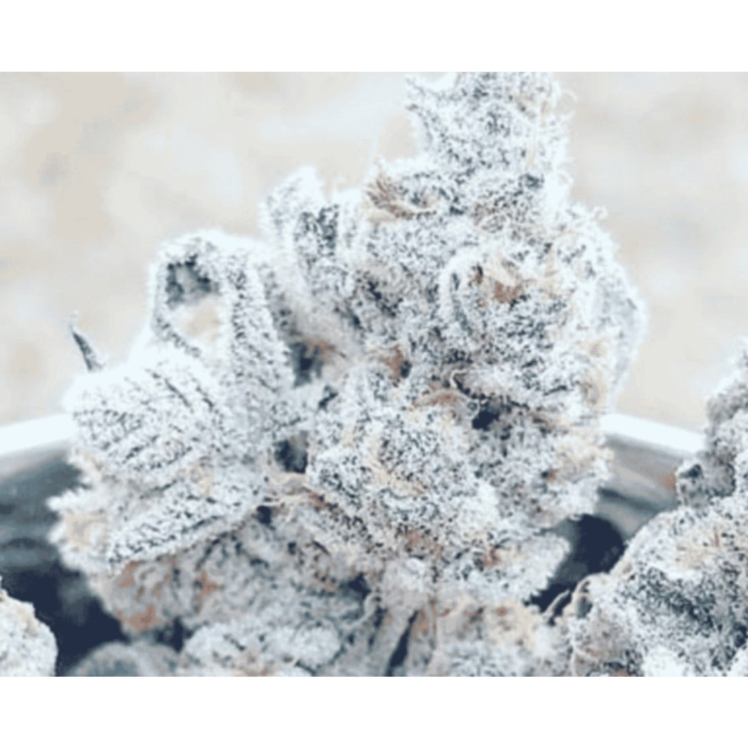 In House Genetics Bananacane Fem 3St.