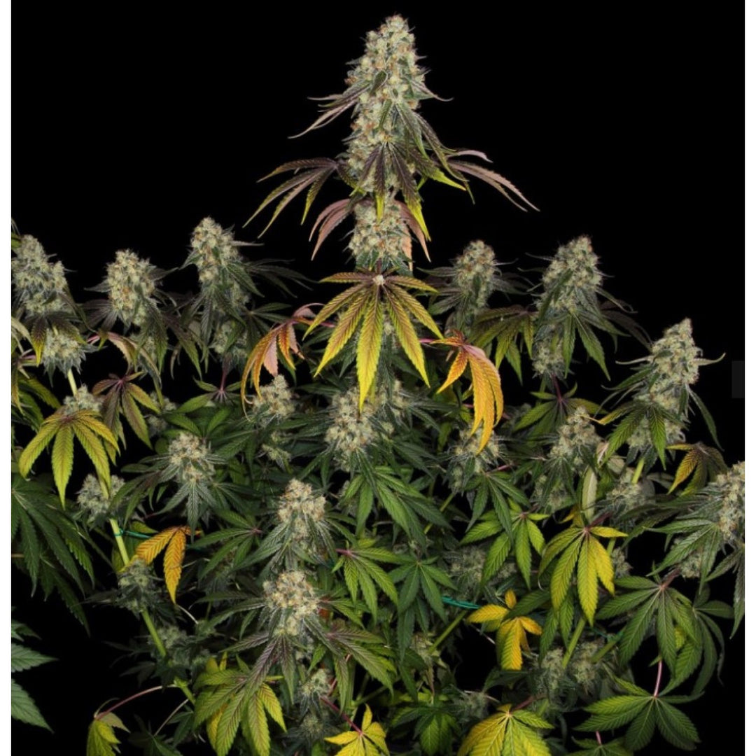 T.H. Seeds French Cookies Fem 6St.