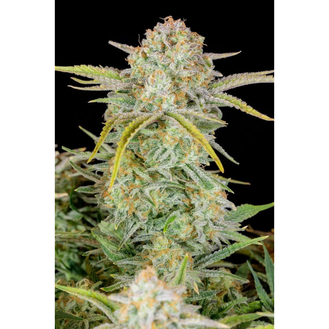 Fast Buds Bruce Banner Auto Fem. 3St.