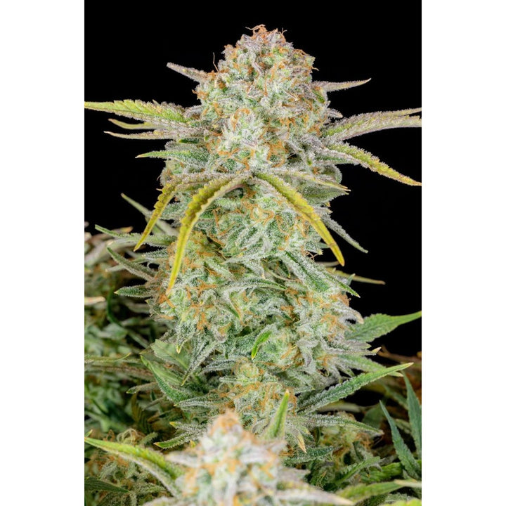 Fast Buds Bruce Banner Auto Fem. 3St.