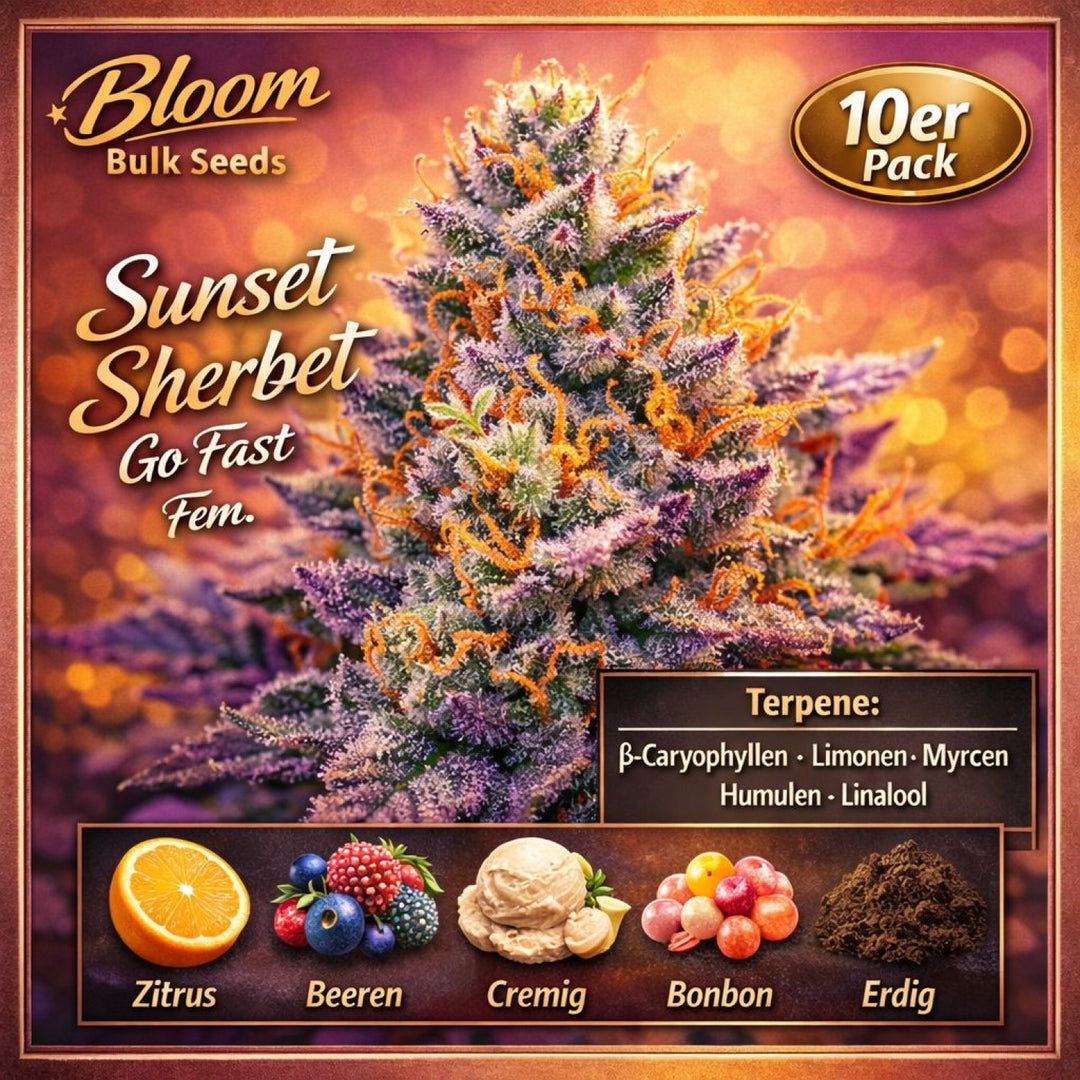 Bloom Bulk Seeds Sunset Sherbet Go Fast Fem 10St.