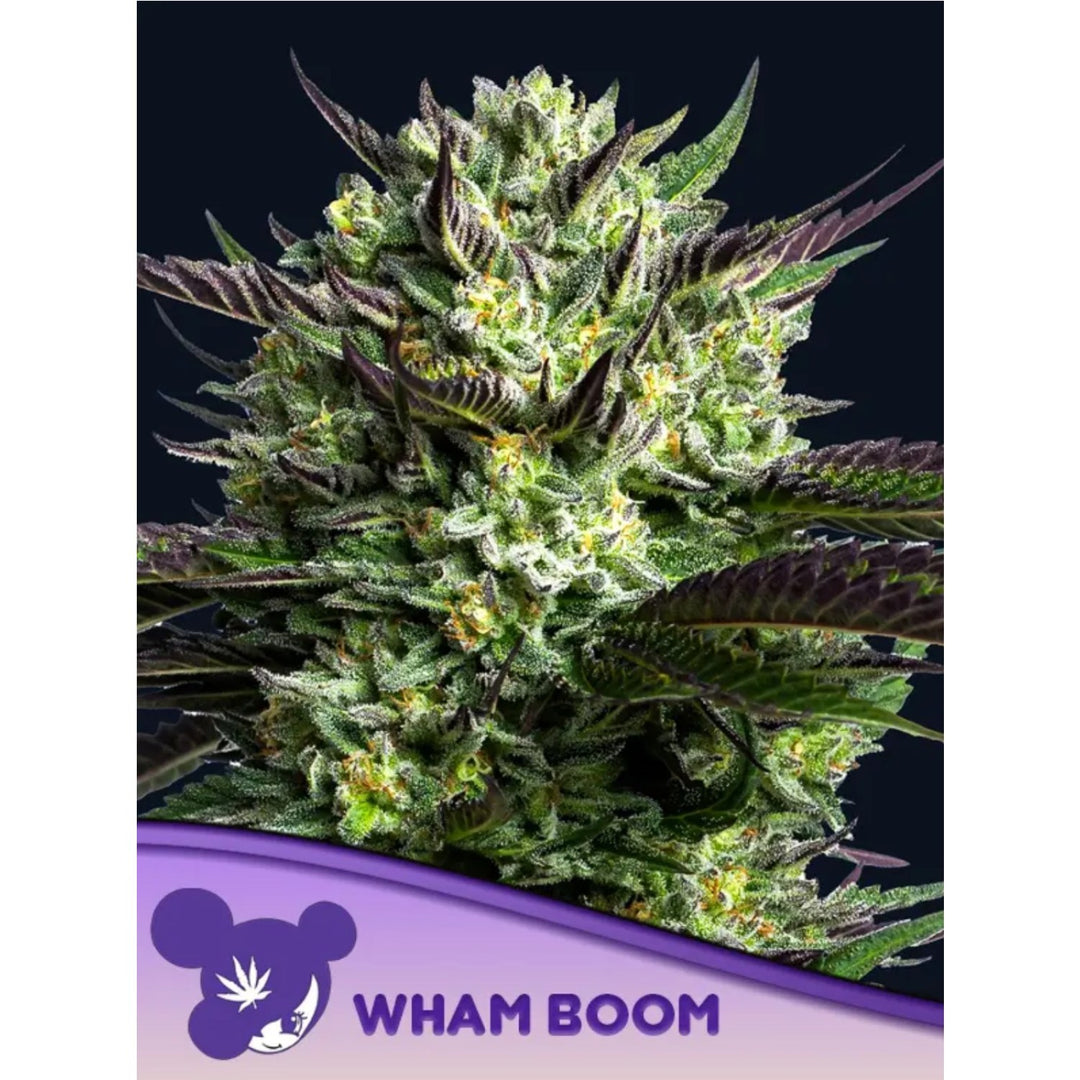 Anesia WHAM BOOM Fem 3St.