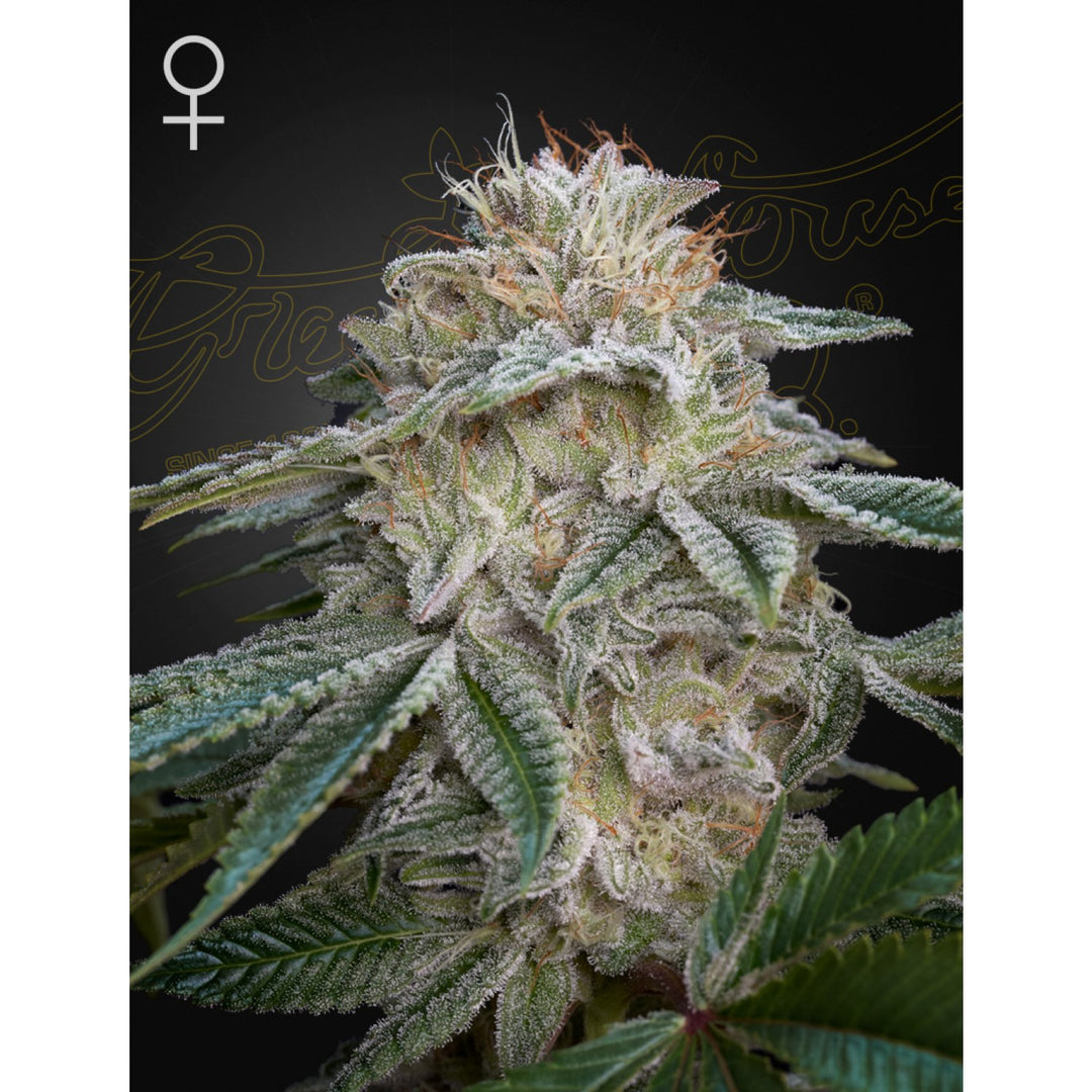 Green House Seed Co. Super Lemon Haze x GMO Fem. 3St.