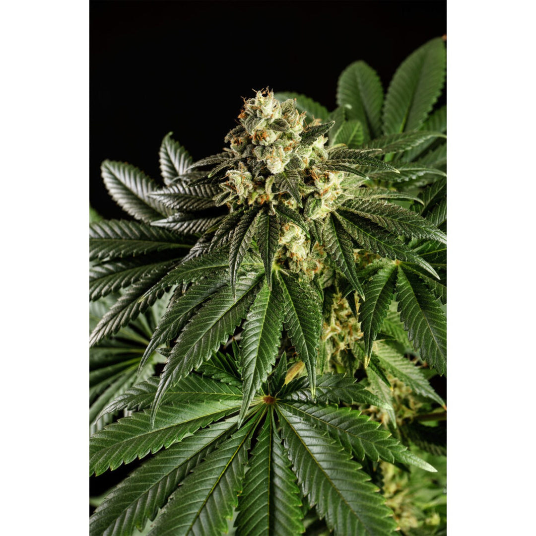 Kannabia Dream Sherbet Fem. 3St.
