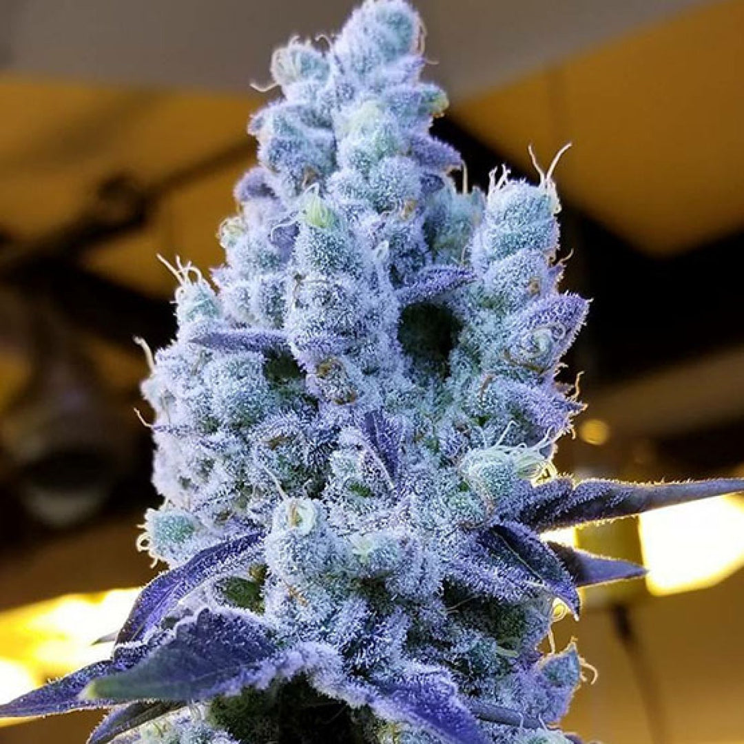 Ethos Mandarin Cookies V2 Fem 5St.