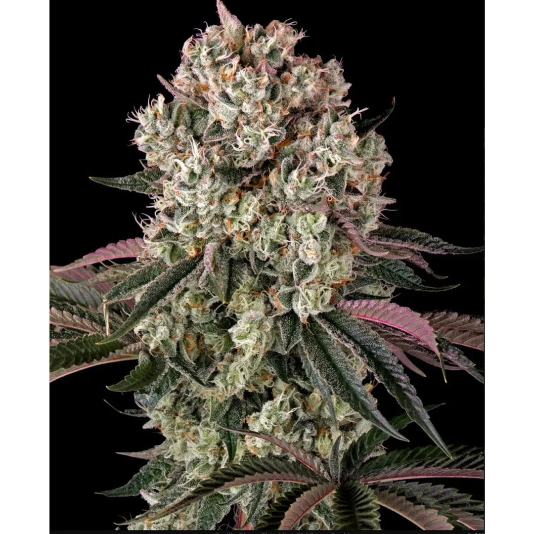 Barneys Farm Glookies Fem 3St.