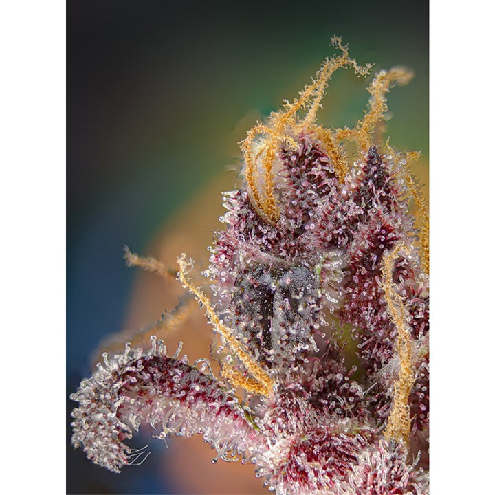Sweet Seeds Black Muffin F1 Fast Fem 3St.