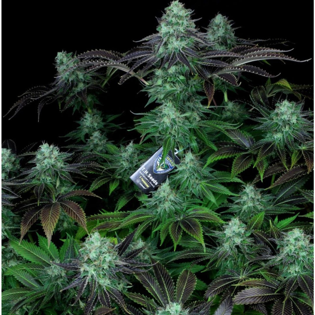T.H. Seeds Darkstar Reg. 5St.