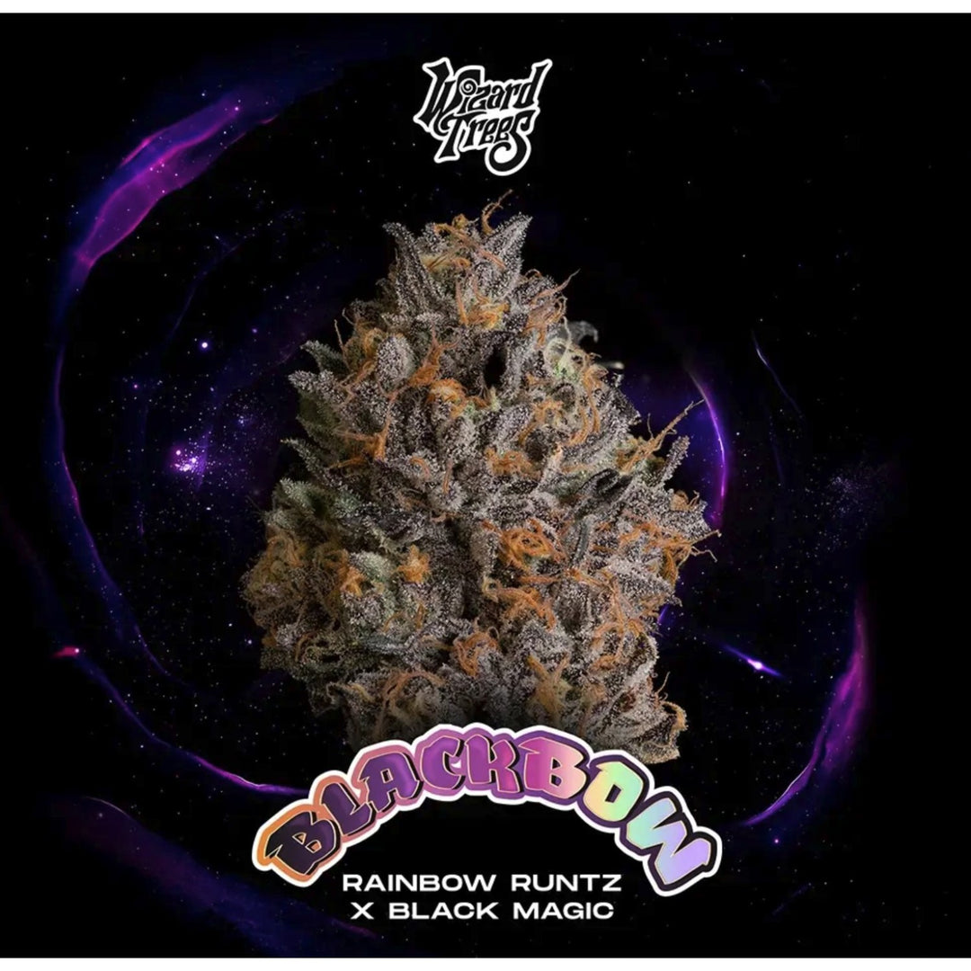 Wizard Trees Black Bow Fem 3St.