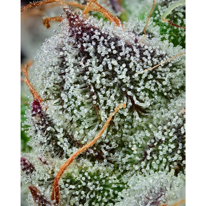 Barneys Farm Black Cherry Gushers Fem 3St.